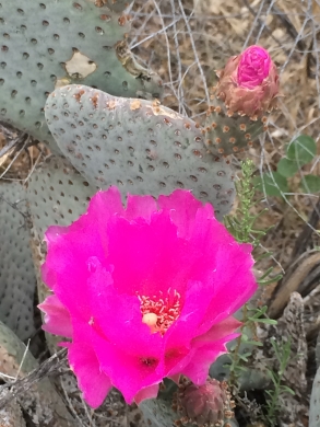 cactus_Opuntia_basilaris